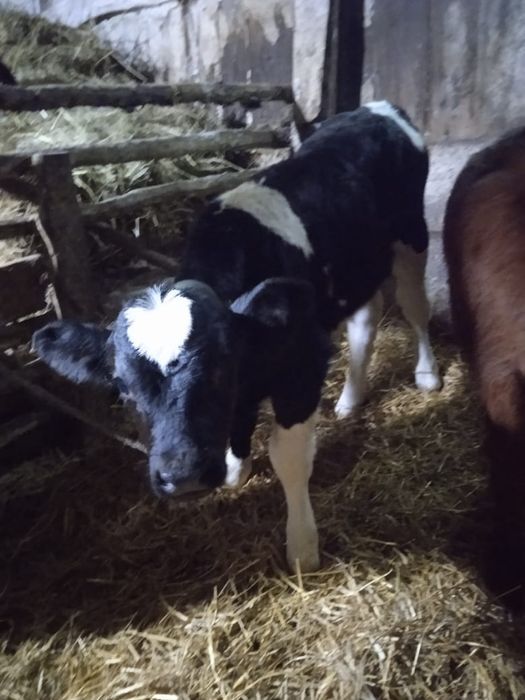 Продам бычка и телочку