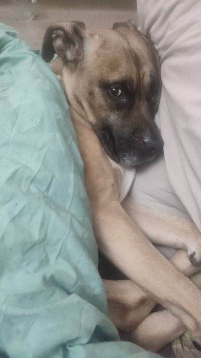 Американский Стафорширдский Терьер