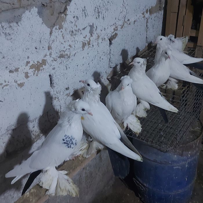 Чернахвость чубати обрезные  старапародный