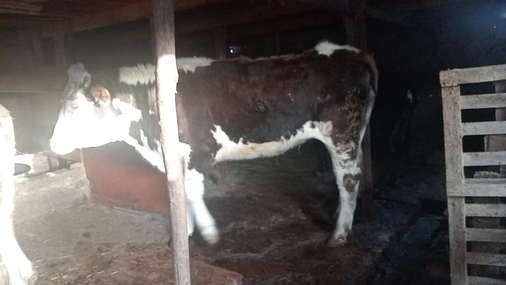 Телка породистая . Возраст 2.2г