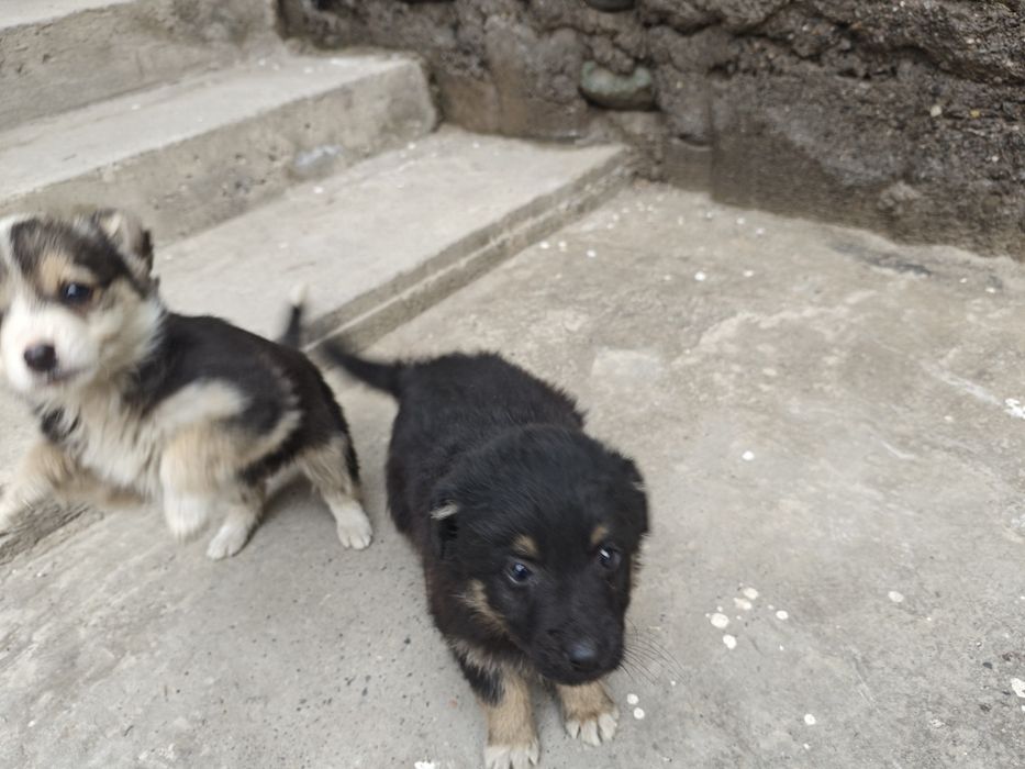 Собачки бесплатно