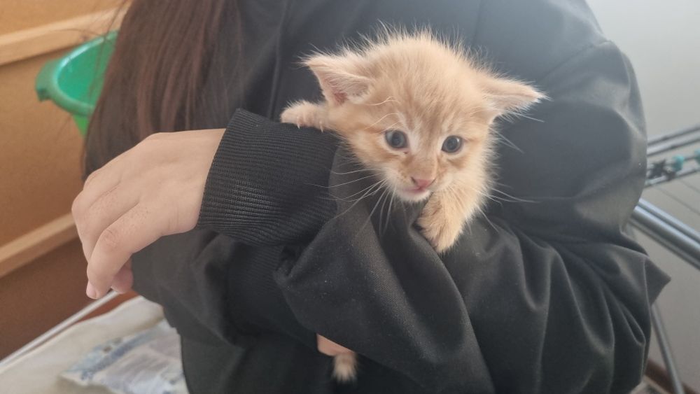 Отдам в хорошие руки котенков