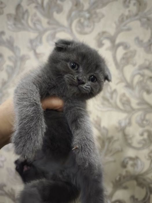 Вислоухие Шотландские котята