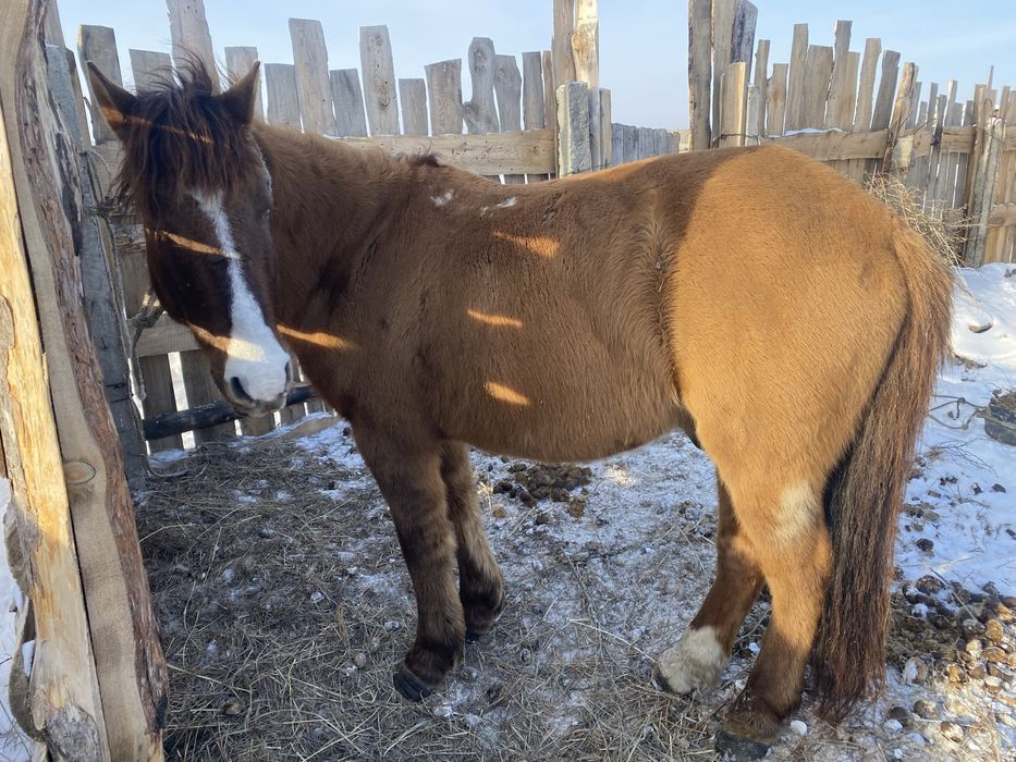 Жуас ат сатылады!