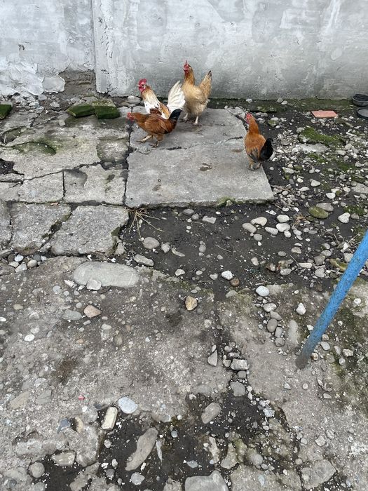 Vand trei cocosei americani