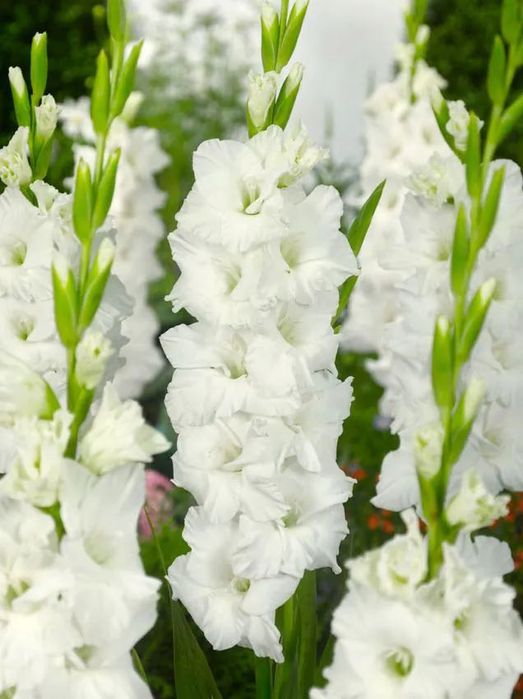 Bulbi de gladiole