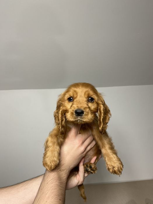 Cocker Spaniel fetita 2 luni