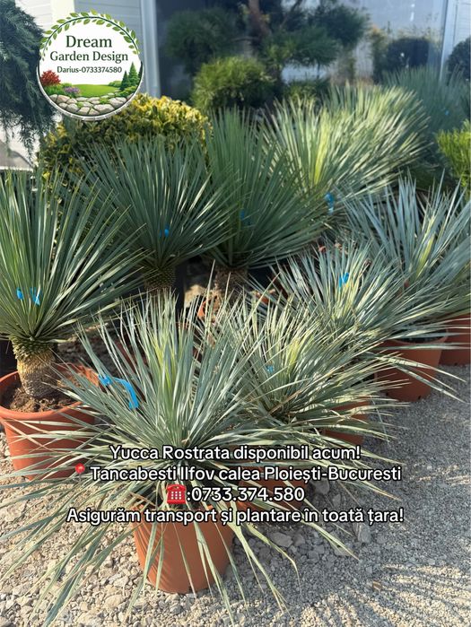 Vând plante ornamentale