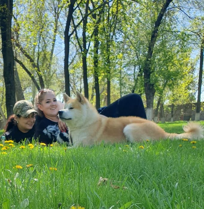 Алиментный щенок японской акиты