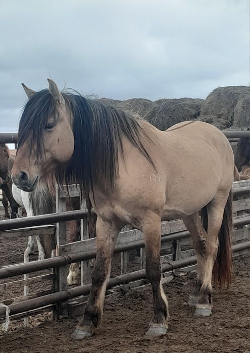 МЗ тайлар 2025. сатылымда.