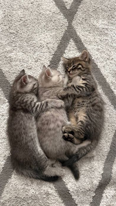 Продаются котята