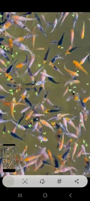 Кои koi yapon karplari tayland sotiladi xar xil turdagilaridan bor