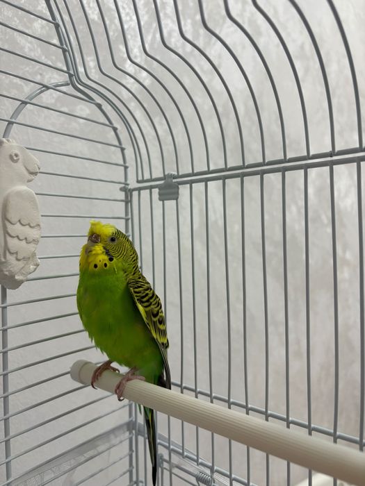 Попугай волнистый