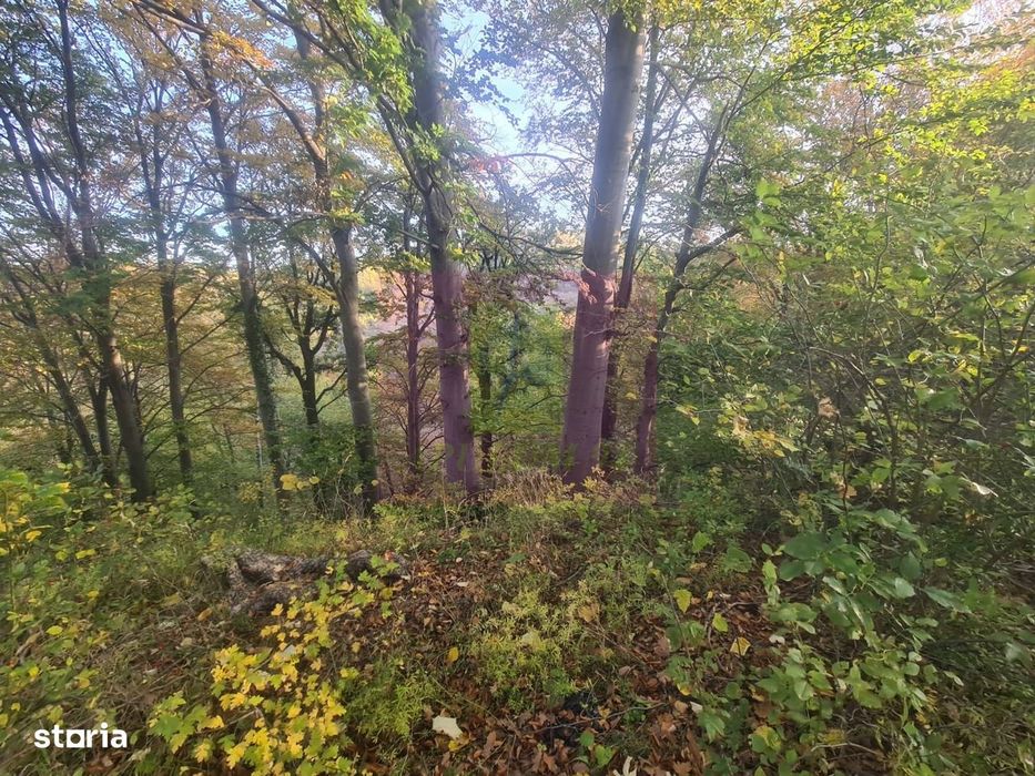 Teren intravilan de vanzare in Telega