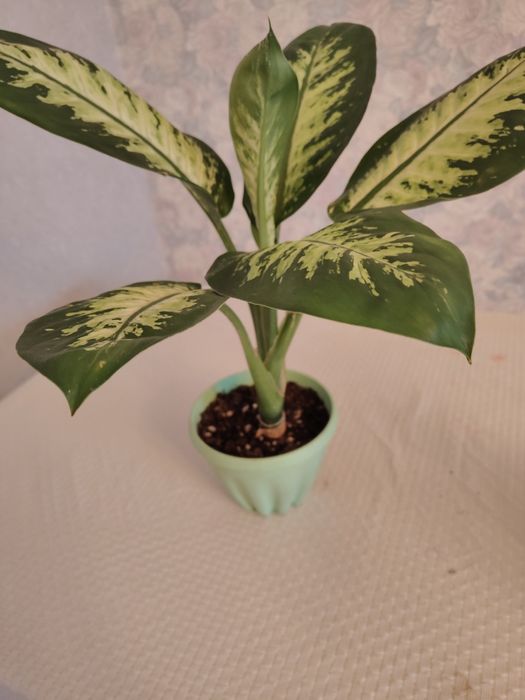 Продам диффенбахия