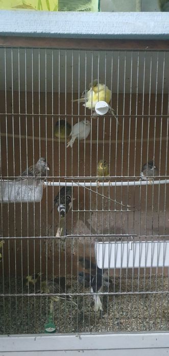 Canari slavujari de vânzare