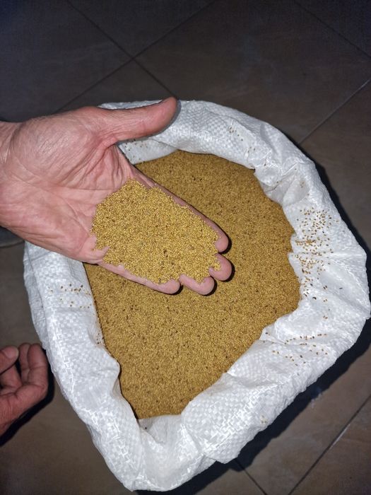 Семе за Люцерна Плевен 6