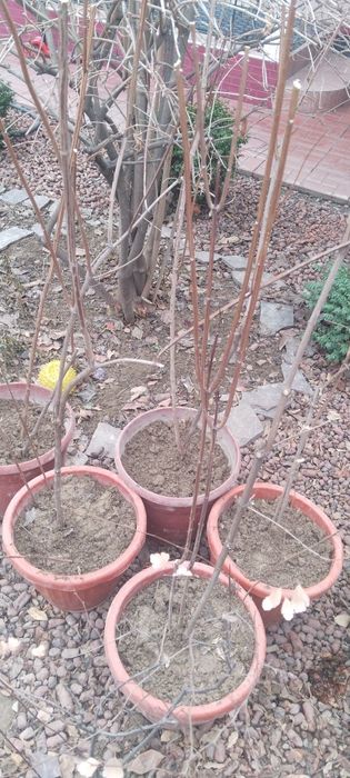 Продается жасмин для сада(чубушник)