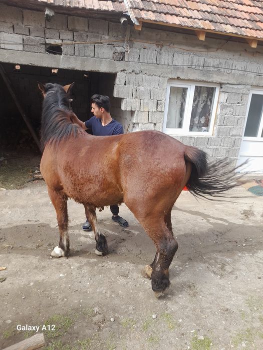 Mâzâ de vâzare 2 an jumate