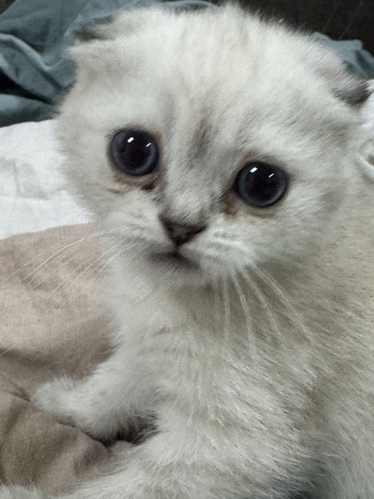 Котята шотландские