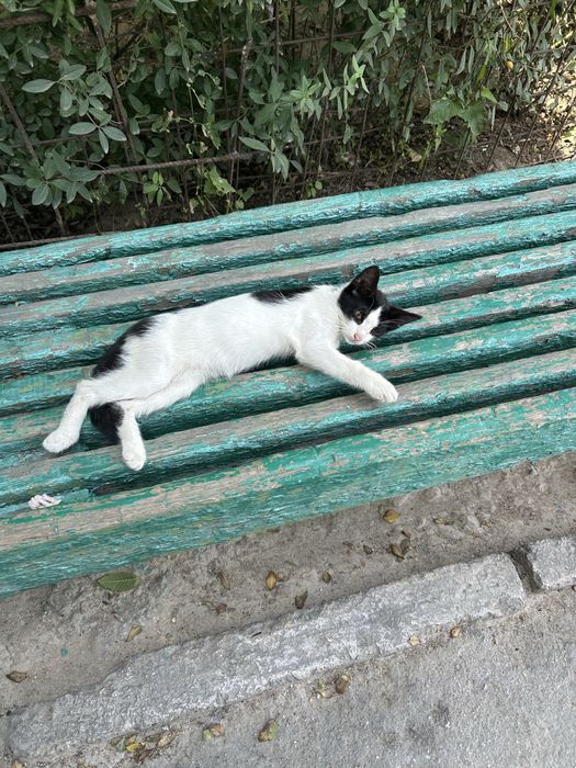 Котенок маленький