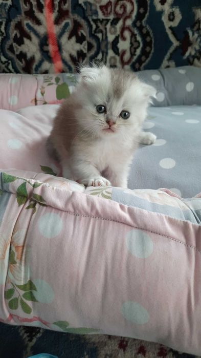 Fold shinshila 1oylik og'il bola