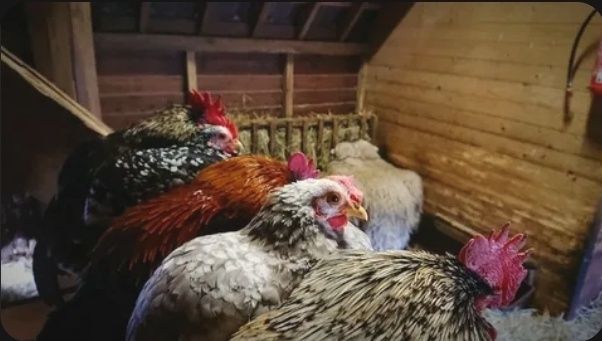 куры домашние  с петухом