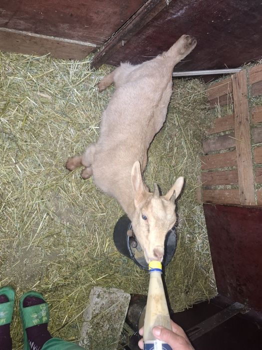 Iedute sannen cu alpina!