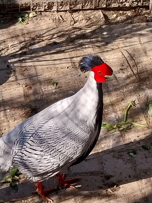 Fazani argintii  adulți