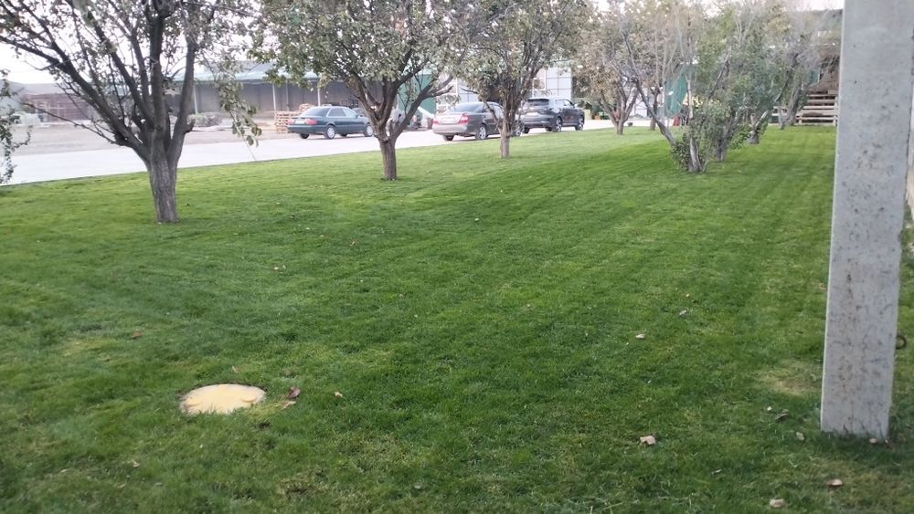 Газон/Автополив г.Шымкент