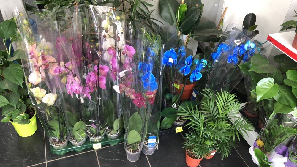 орхидея для любимых