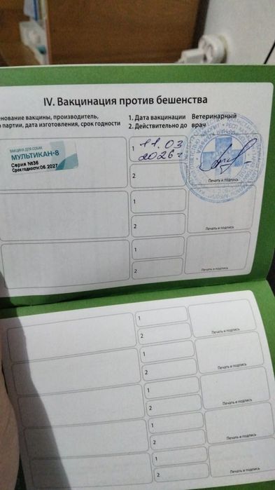 Вязка:Немецкая овчарка 2 года