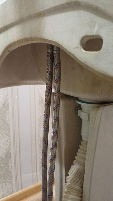 Раковина тюльпан