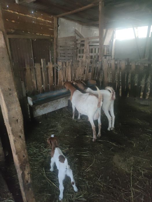 Vând țăpișor Boer