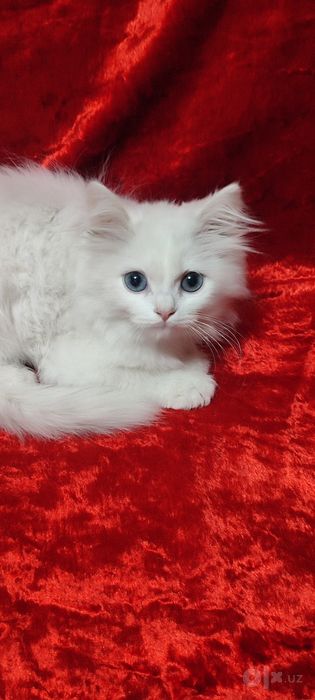 Продается турецкая ангора