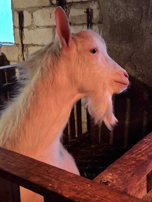 Vand tap saanen, ciut genetic, varsta un an, din linie foarte buna de lapte