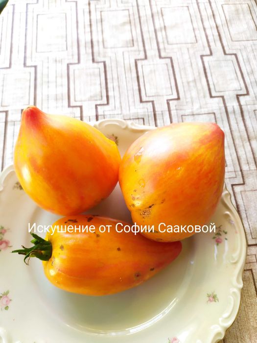 55 cорта семена домати