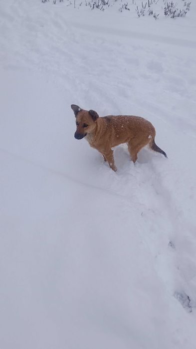 Найдена собачка девочка. Видно потеряшка