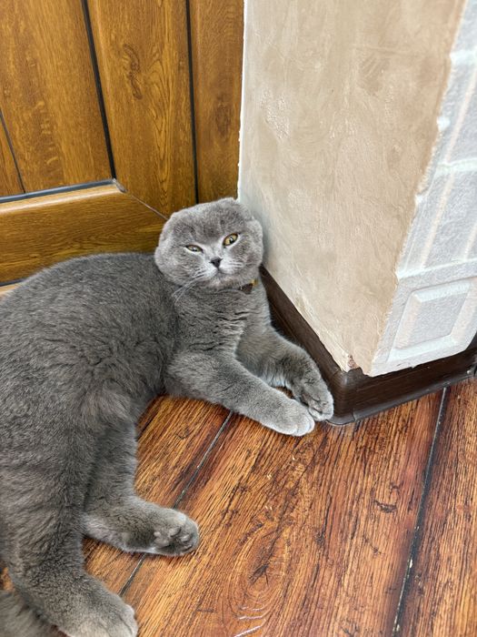 Продаётся шотландский фолд