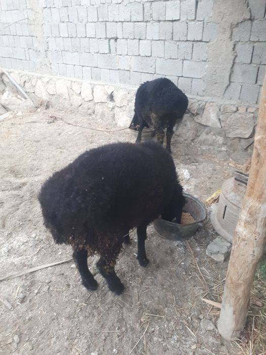 Qo'chqorlar sotiladi