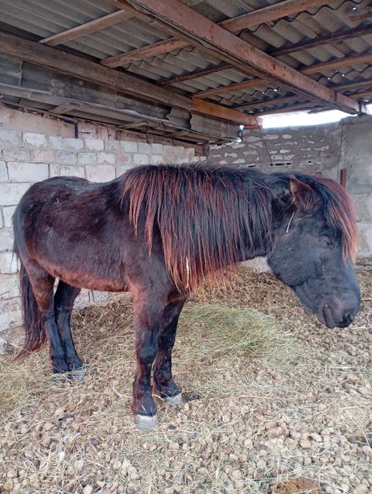 Айғыр сатылады Жеребец