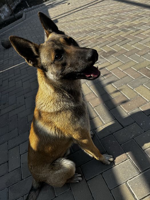 Бельгийская овчарка малинуа