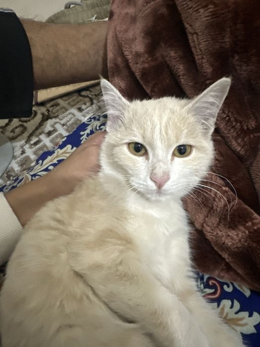 Uy mushugi sotiladi rangi malla yoshi 4 oylik