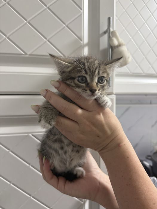 котенок девочка!