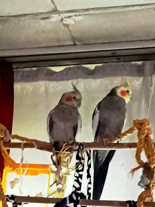 Кореллы пара ручные 3 года