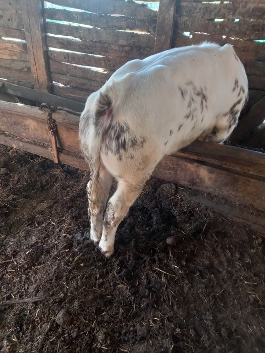 Vând vitel belgian