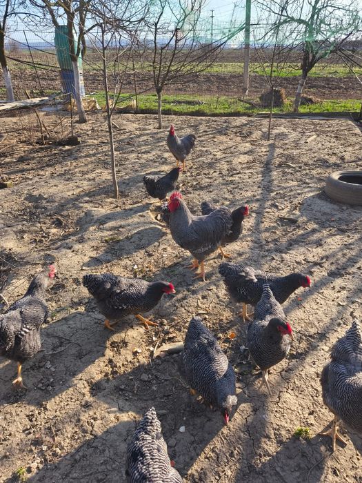 Ouă pt. incubat rasa Playmouth Rock