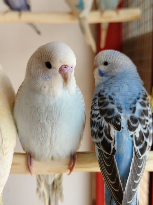 Попугай волнистый клетка корм