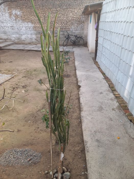 10 yillik gul sotiladi