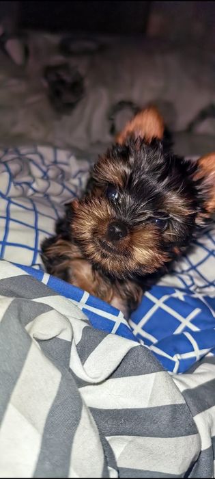 Yorkshire terrier talie mica